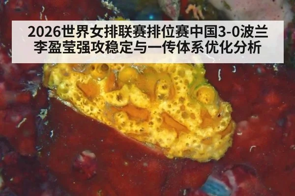 2026世界女排联赛排位赛中国3-0波兰李盈莹强攻稳定与一传体系优化分析